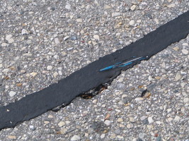pen in tar